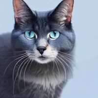 Bluestar