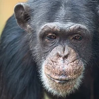 Chimpanzee