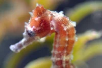 Lined seahorses