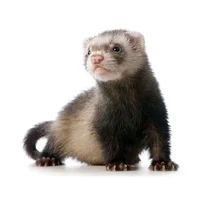 ferret ban bypass