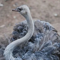 Ostrich