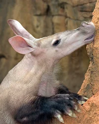African Aardvark