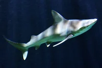Sandbar shark