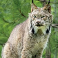 Canada Lynx
