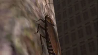sfm cockroach