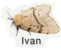 Ivan the Moth