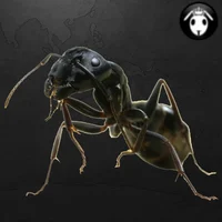 sfm ant