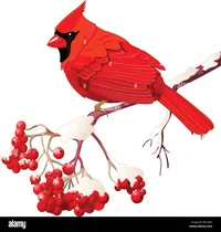 Cardinals