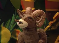 Rocky the ram 