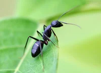 Black ant doctor 