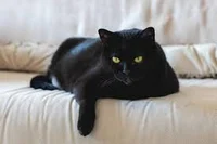 Blackie the cat