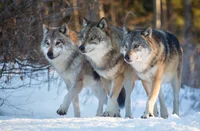 Wolf pack