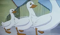 The geese