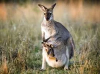 Mama Roo