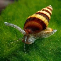 Assassin snail