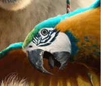POLYNESIA THE PARROT