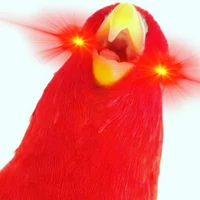 Red birb