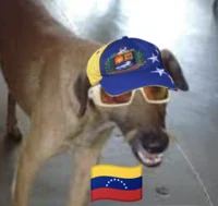 Perro venezolano