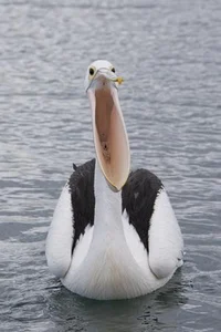 put baby in pelican 