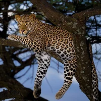 African leopard