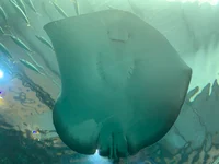 Stingray