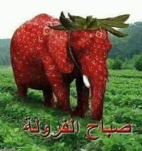 Strawberry elephant