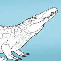 Gabriel Alligator