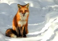 A Fox
