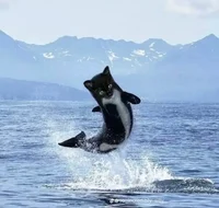 EmotionalSupportHelp