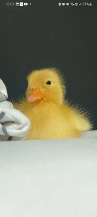 baby duck