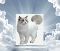 Angelic cat