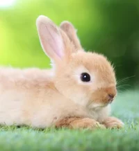 Baby rabbit