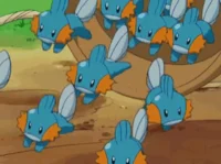 lots of mudkip