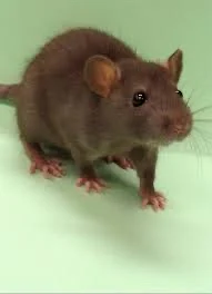 Rat