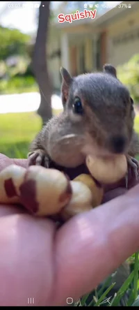 baby squirrel