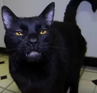 Sylvester
