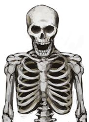 Skeleton