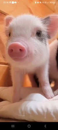 Baby pig