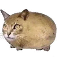 Potato Cat