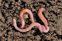 Earthworm 