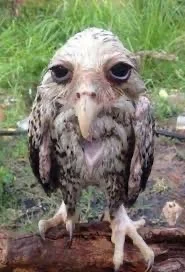 Wet owl