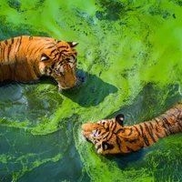Animal Kingdom