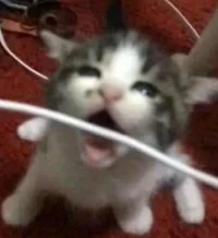 Blondie Stripper Lol