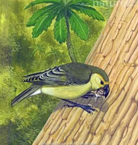 Lanai Hookbill