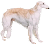 Borzoi