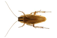 Germen Cockroach