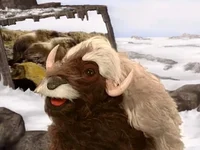 Monica the Musk Ox