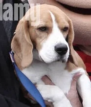 Beagle 