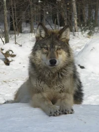 Wolf
