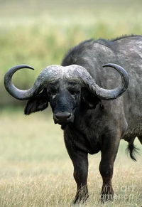 cape buffalo